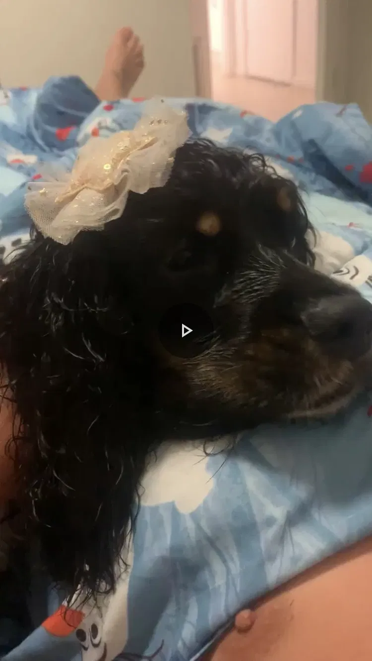 Lost dog in Lehigh Acres, FL, 33936