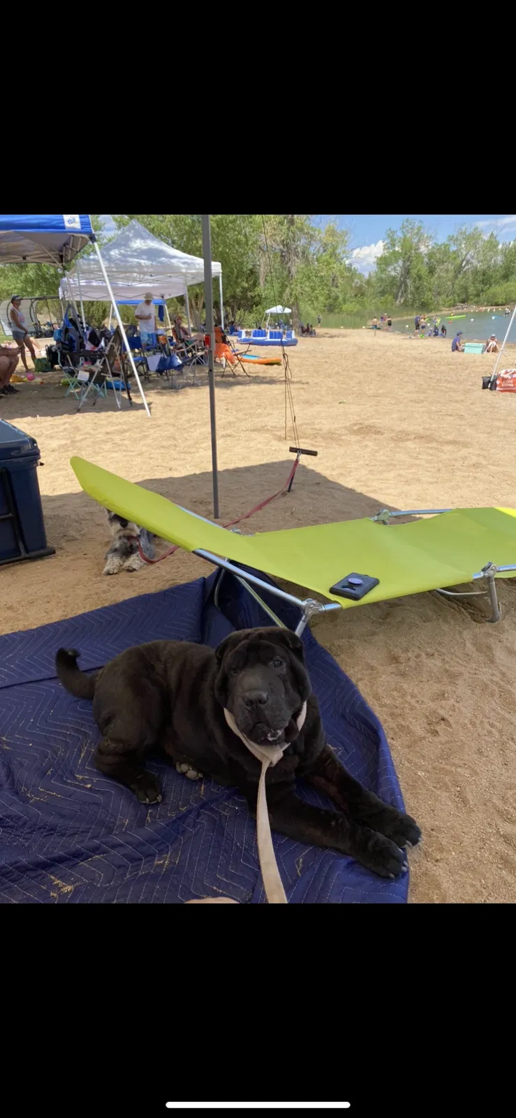 Lost dog in Colorado Springs, CO, 80907