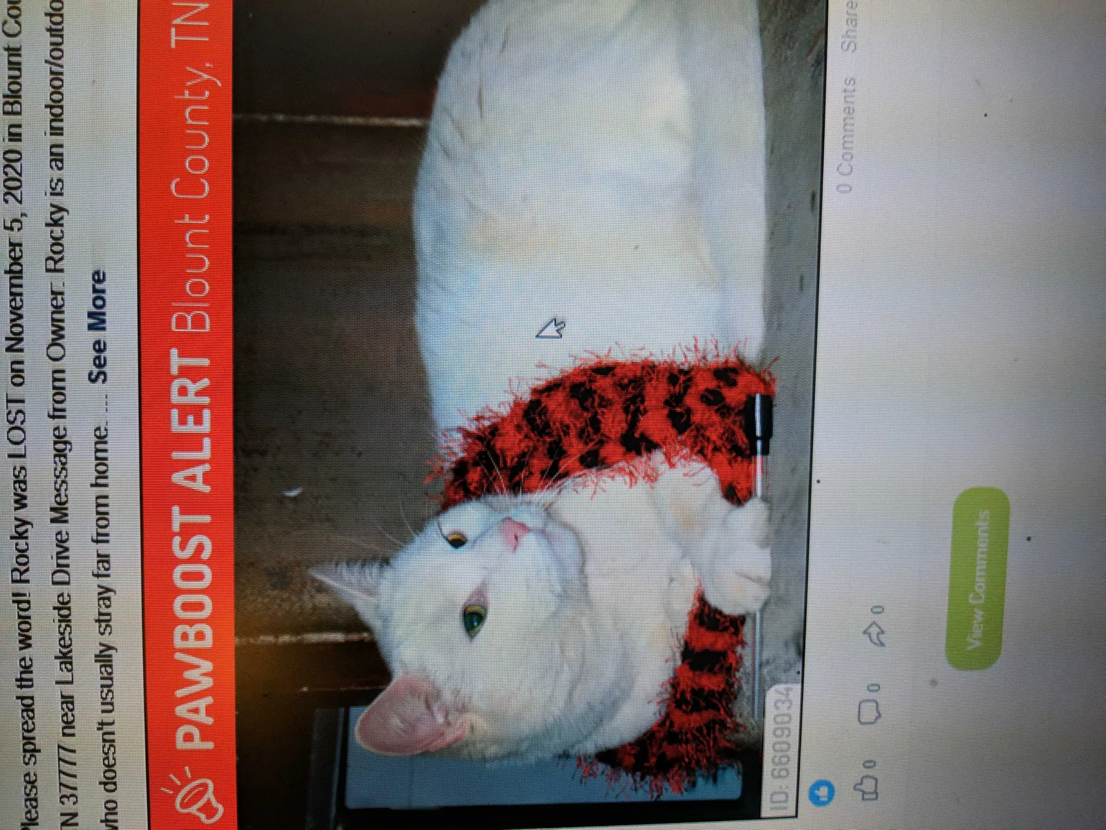 Lost cat in Louisville, TN, 37777
