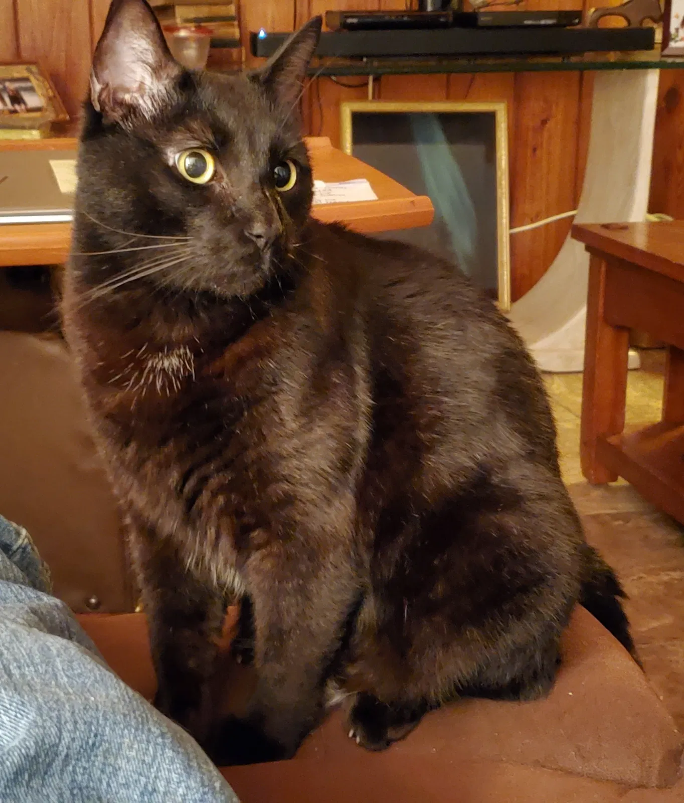 Lost cat in Vero Beach, FL, 32962