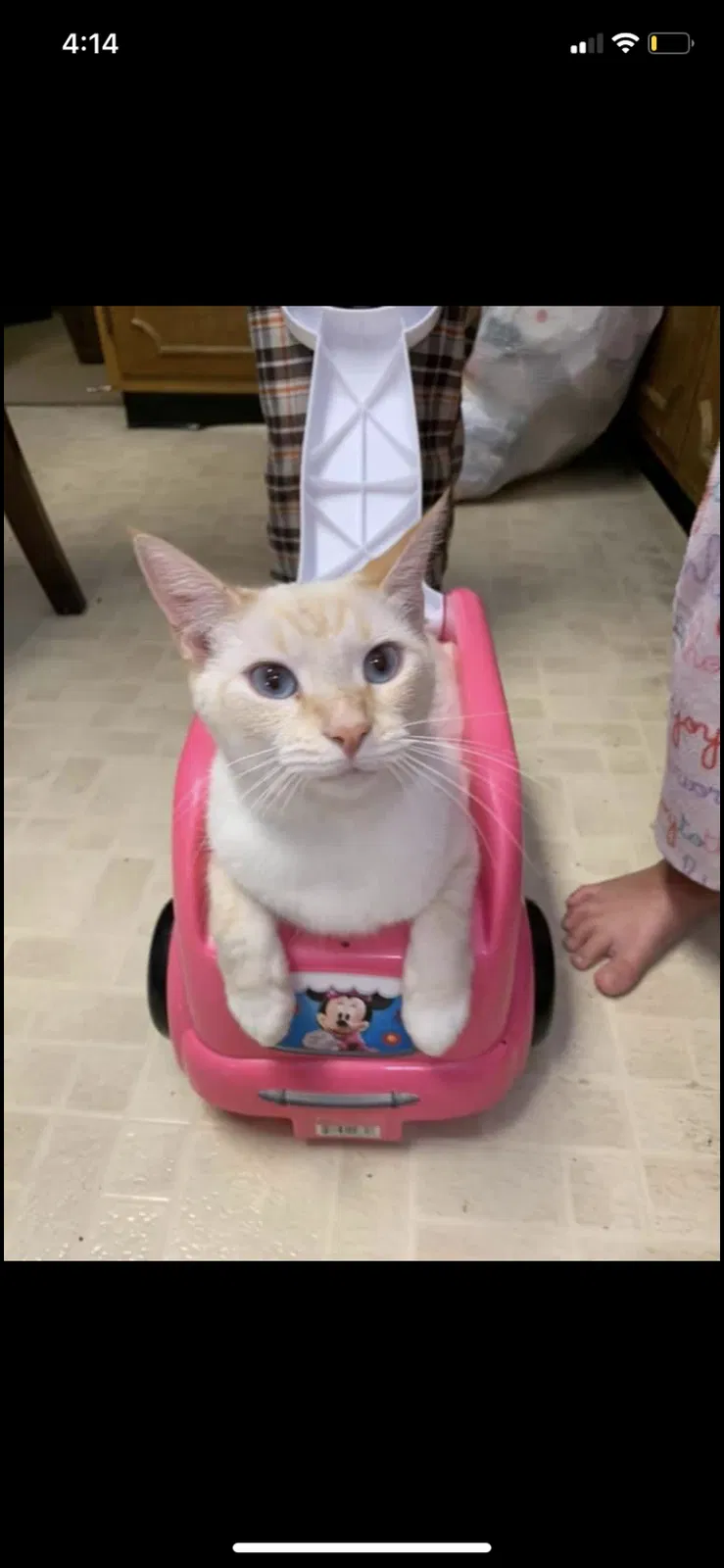 Lost cat in Chattanooga, TN, 37416