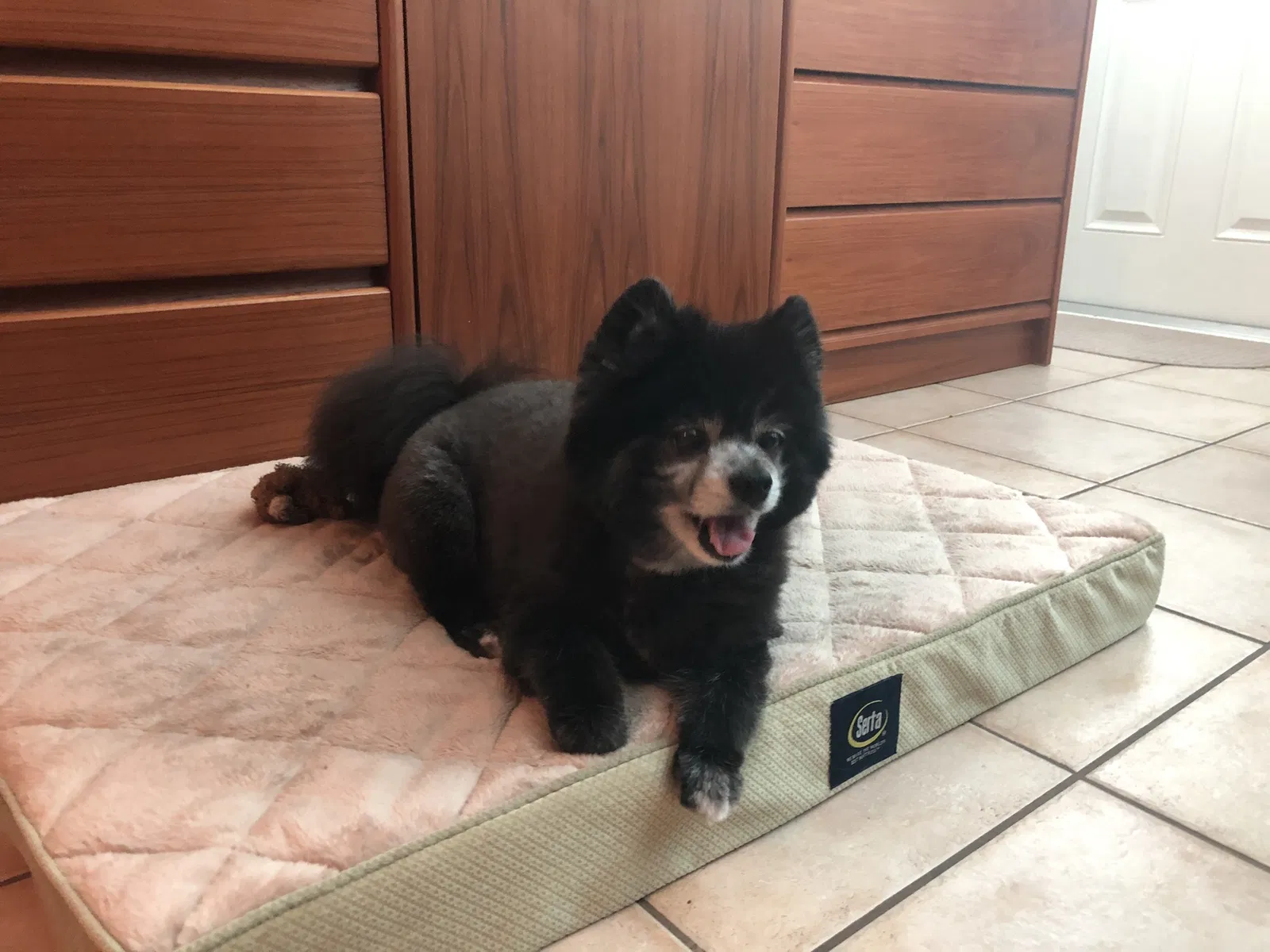 Lost dog in Fort Lauderdale, FL, 33311