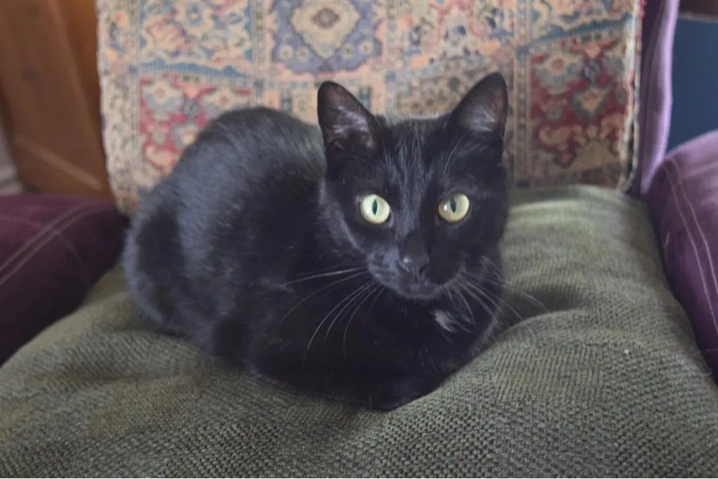 Lost cat in Austin, TX, 78753