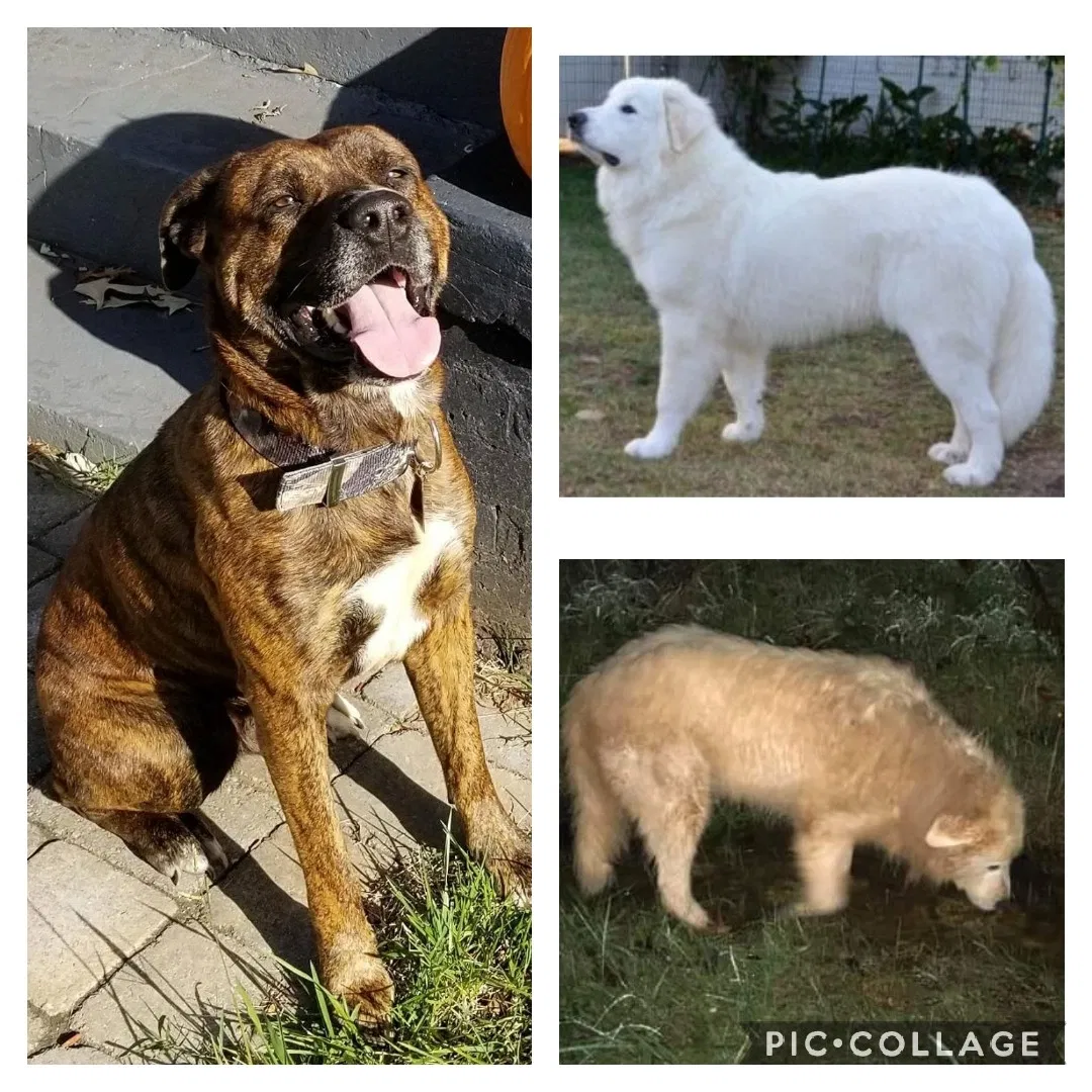 Lost dog in Reidsville, NC, 27320