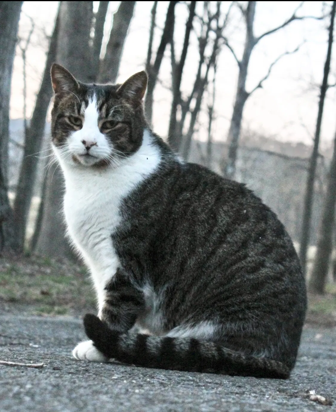 Lost cat in Fairfax, VA, 22030
