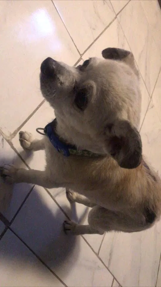Lost dog in Bell Gardens, CA, 90201