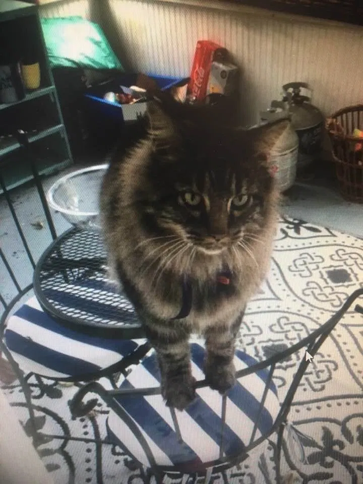 Lost cat in Holyoke, MA, 1040