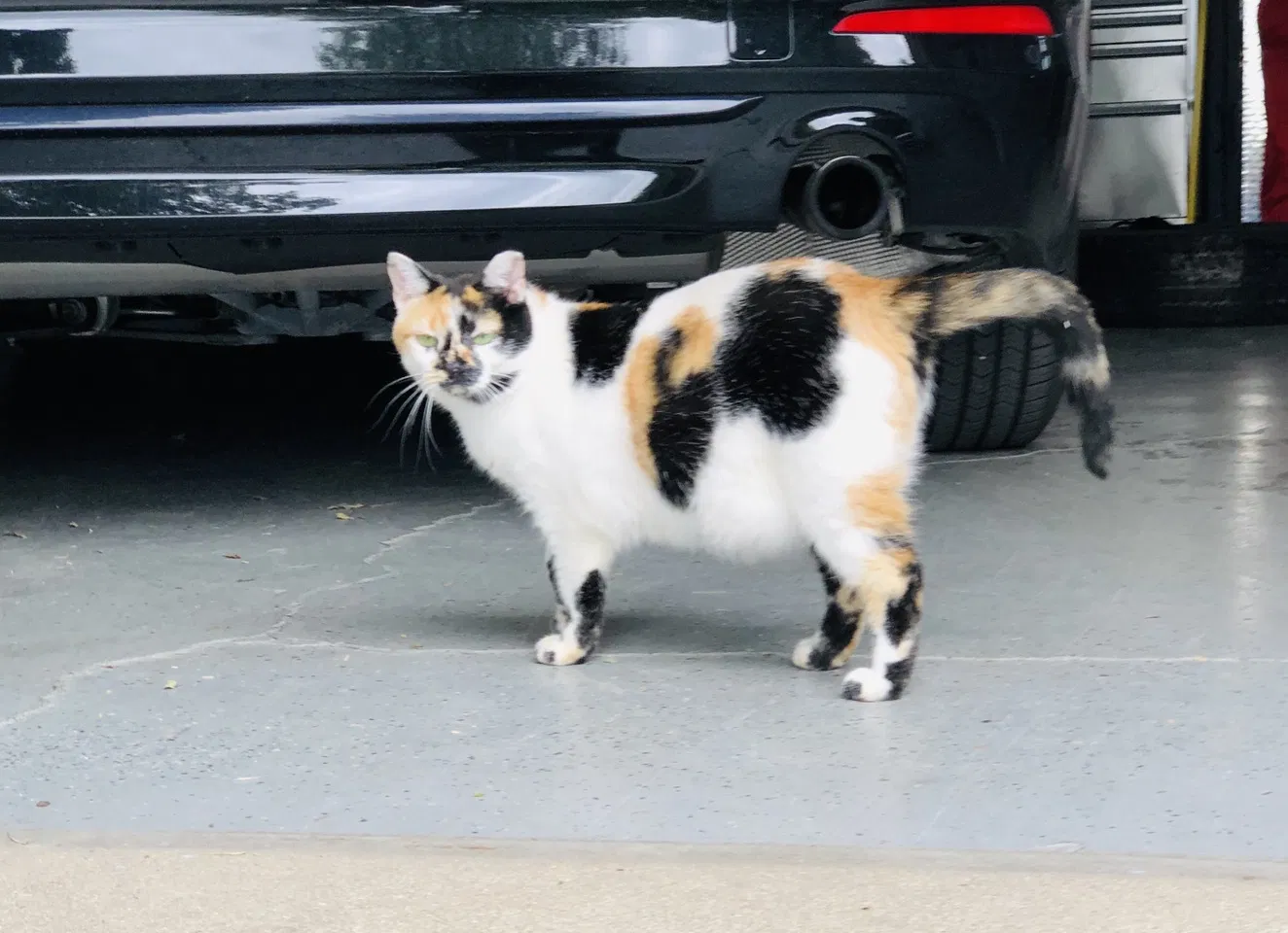 Lost cat in Lexington, KY, 40515