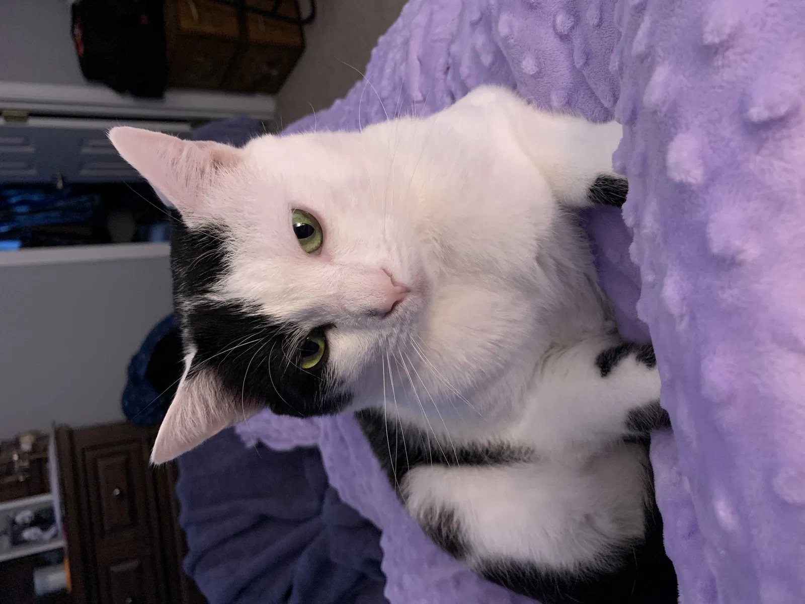 Lost cat in Columbia, SC, 29223