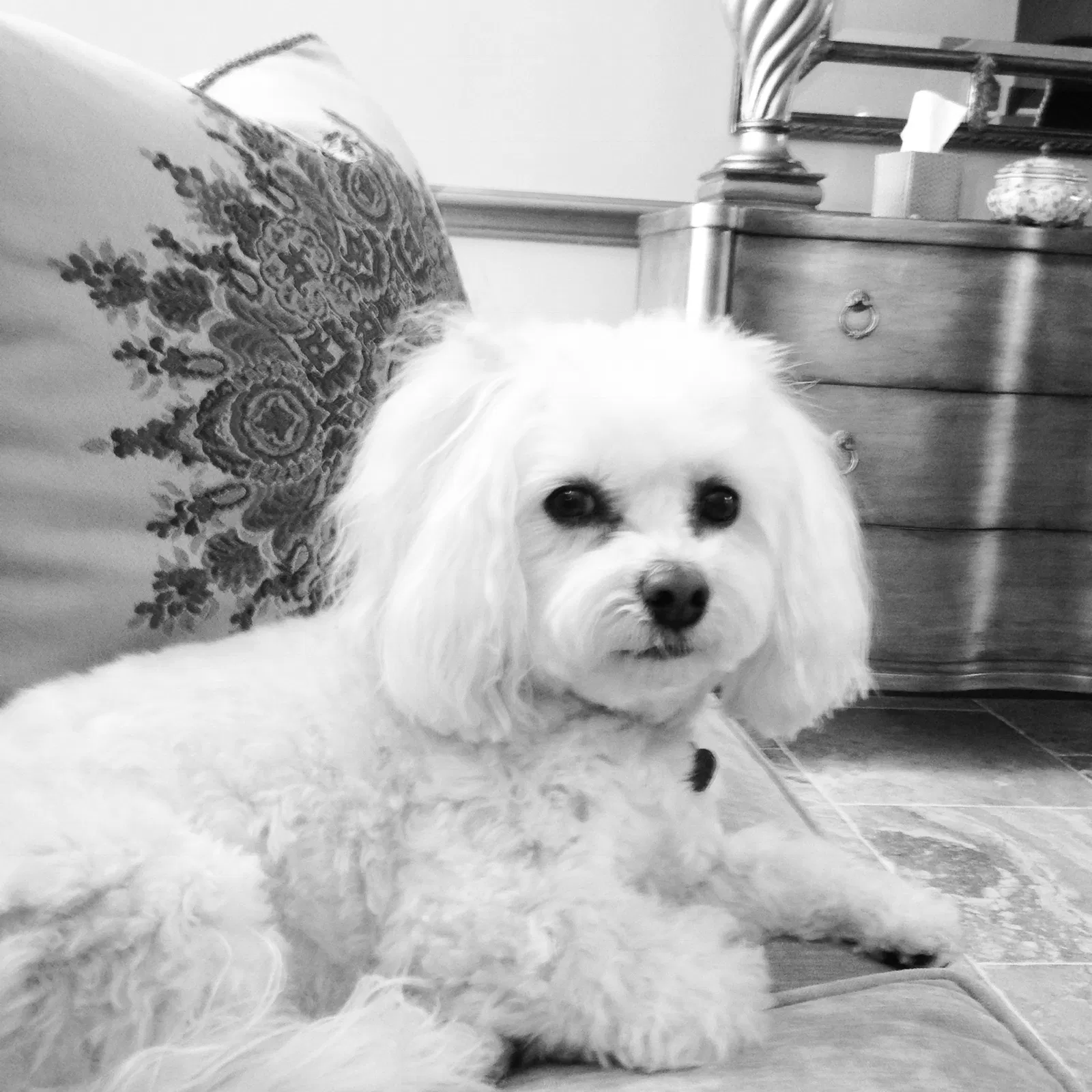 Lost dog in Eighty Four, PA, 15330