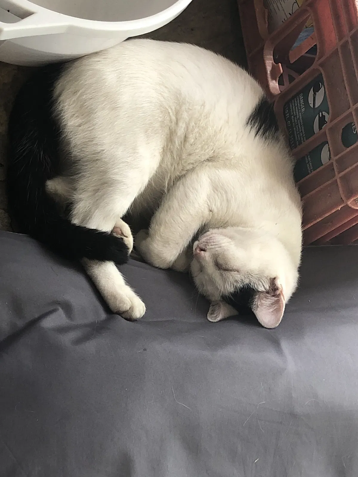 Lost cat in Greensboro, NC, 27407