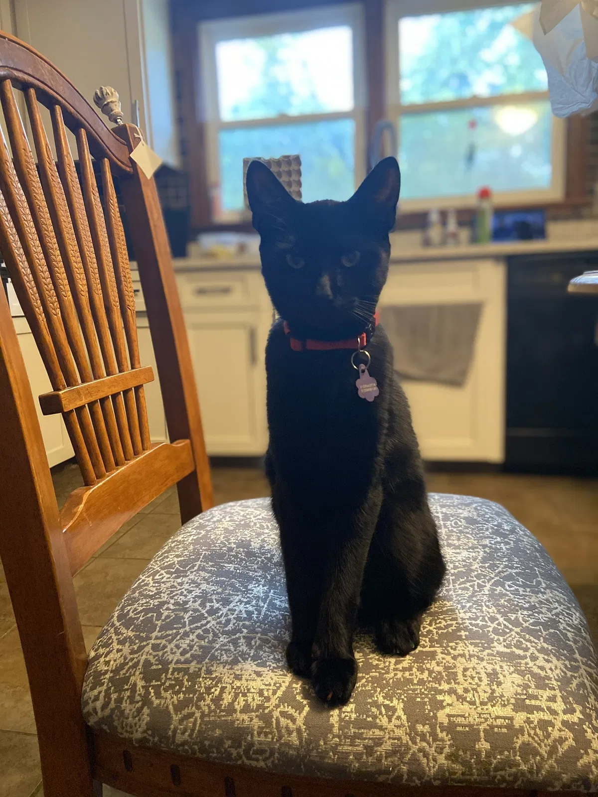 Lost cat in Syracuse, NY, 13212