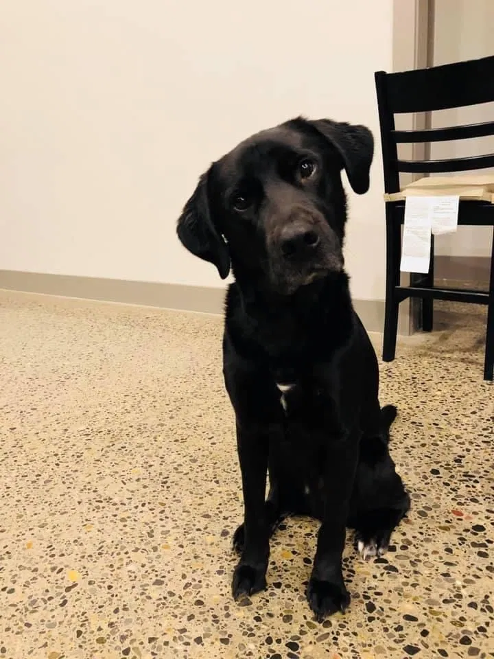 Lost dog in Vancouver, WA, 98682