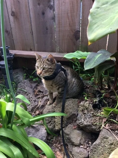 Lost cat in Berkeley, CA, 94702