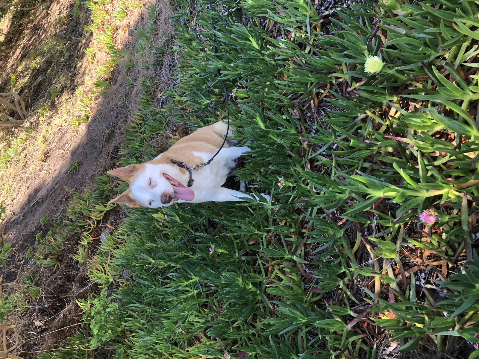 Lost dog in Solana Beach, CA, 92075