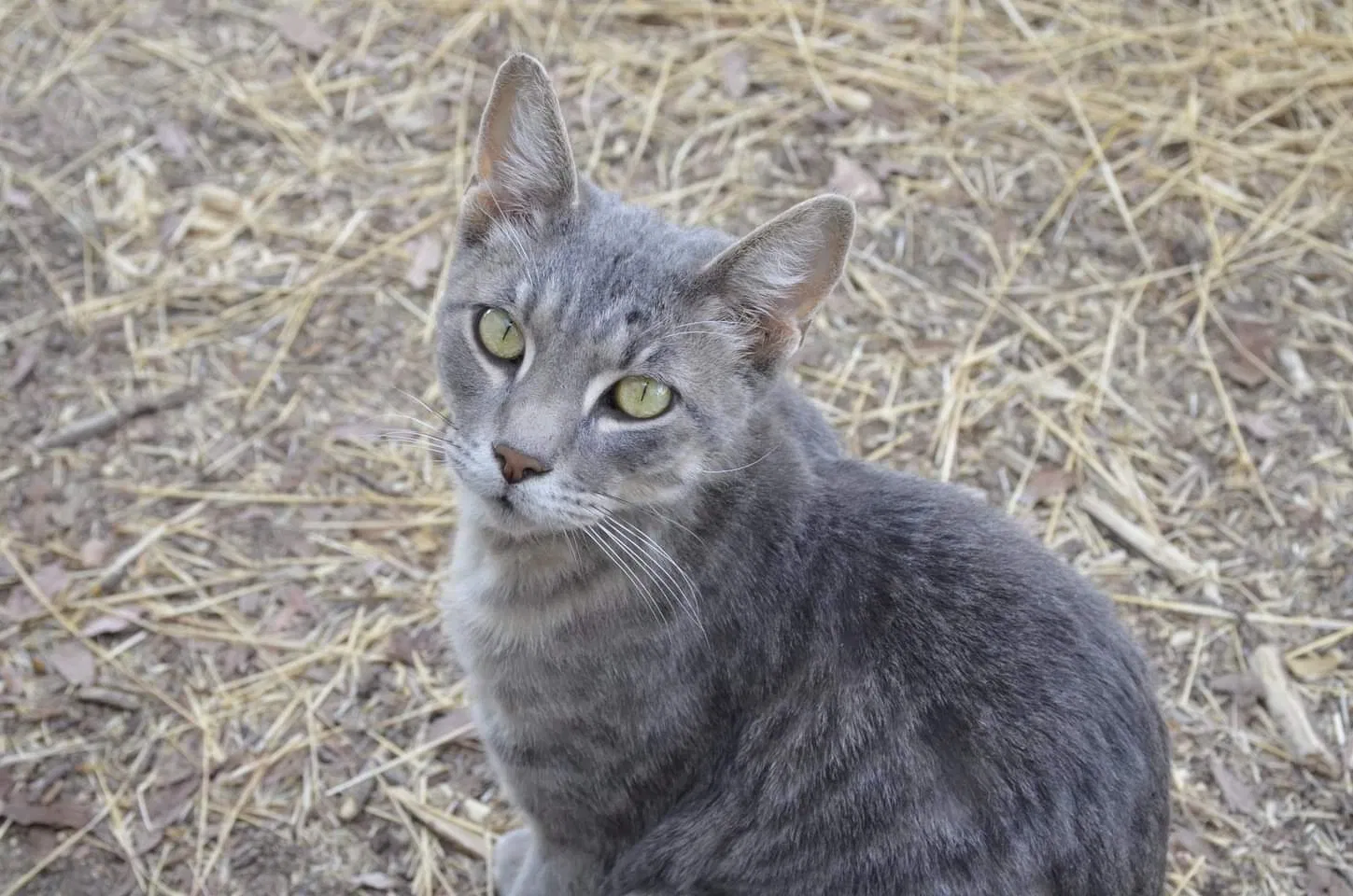 Lost cat in Acampo, CA, 95220