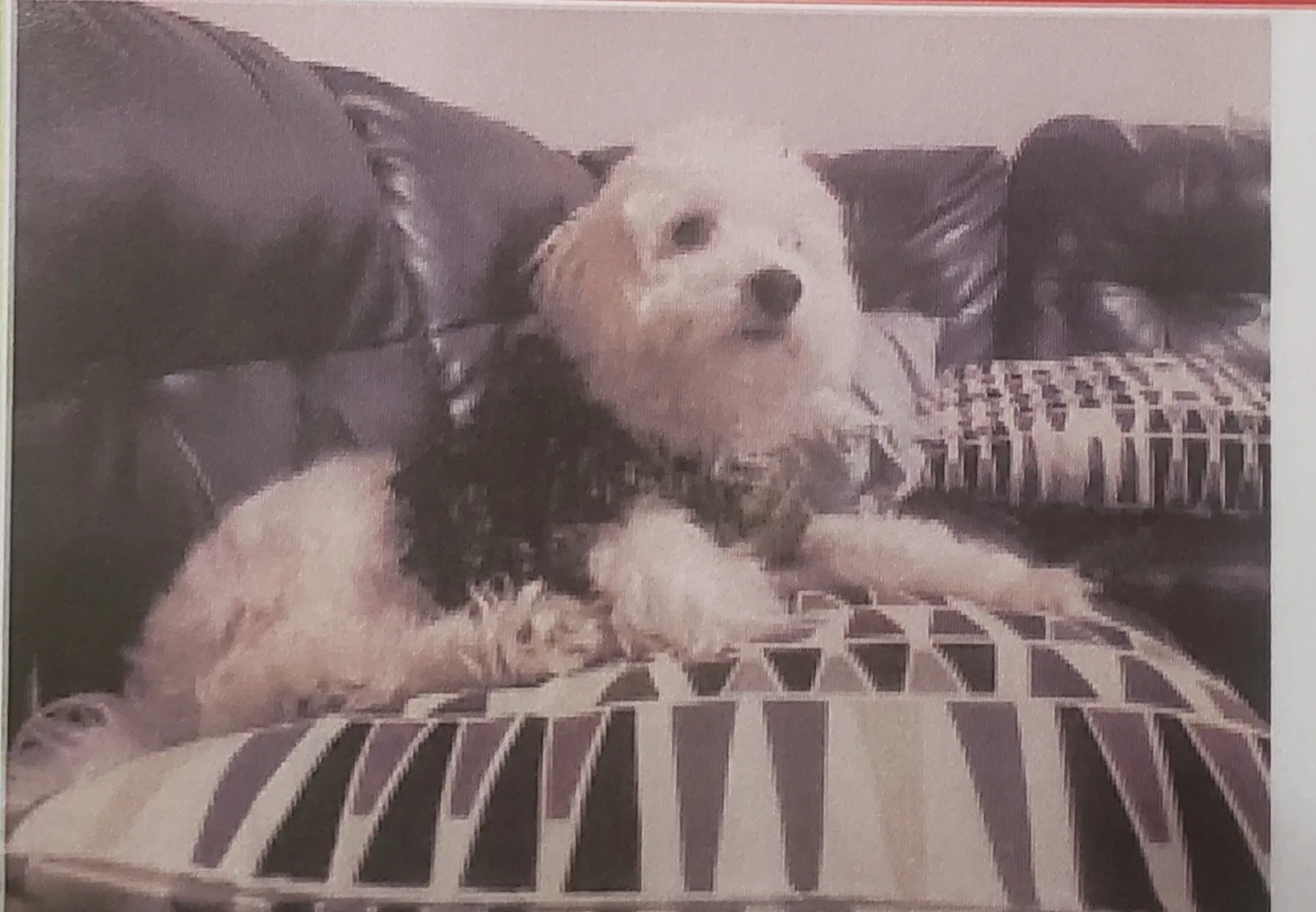 Lost dog in Killeen, TX, 76549