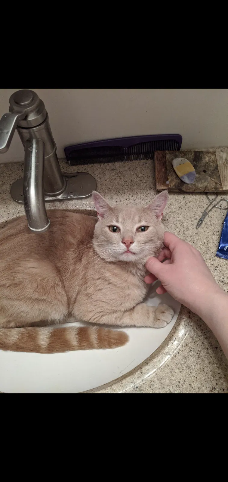 Lost cat in Columbus, OH, 43204