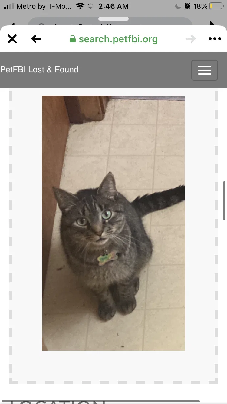Lost cat in Minneapolis, MN, 55448