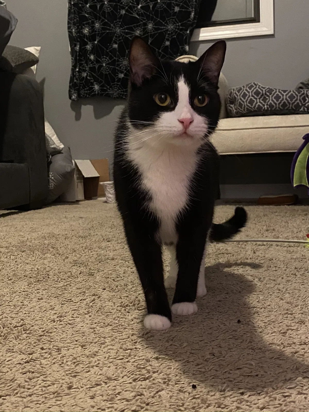 Lost cat in Canton, GA, 30115