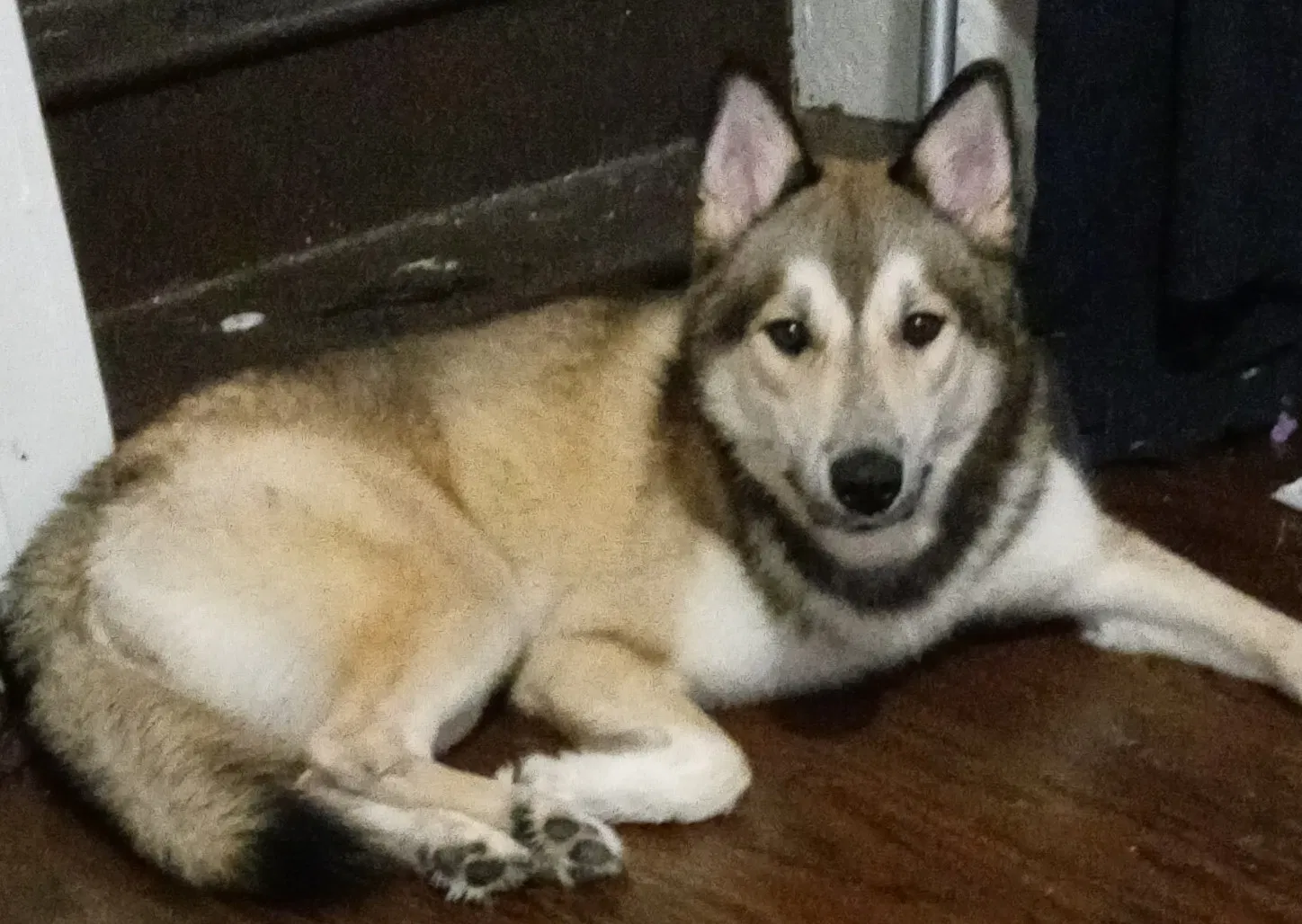 Lost dog in Columbus, OH, 43204