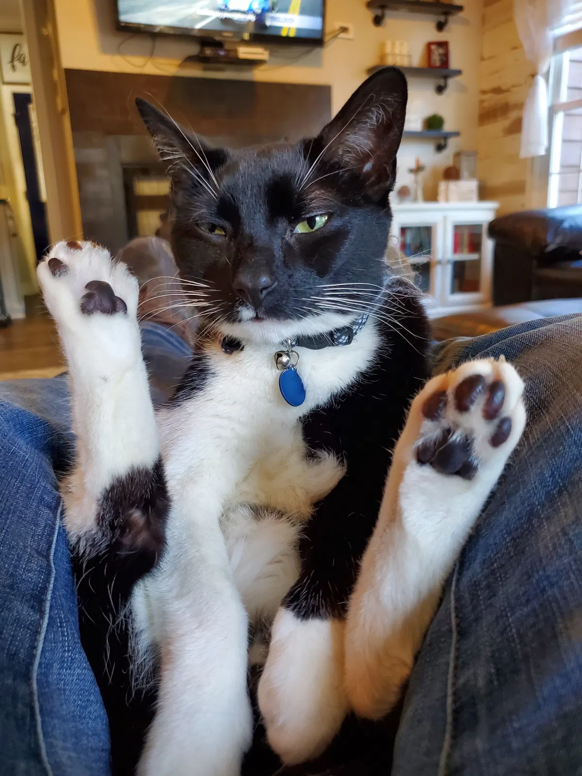 Lost cat in Occoquan, VA, 22125