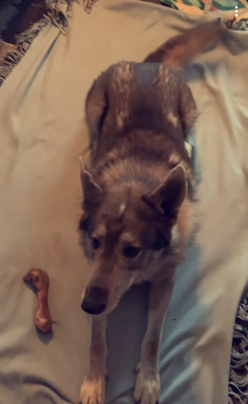 Lost dog in Marathon, WI, 54448