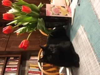 Lost cat in Little Rock, AR, 72205