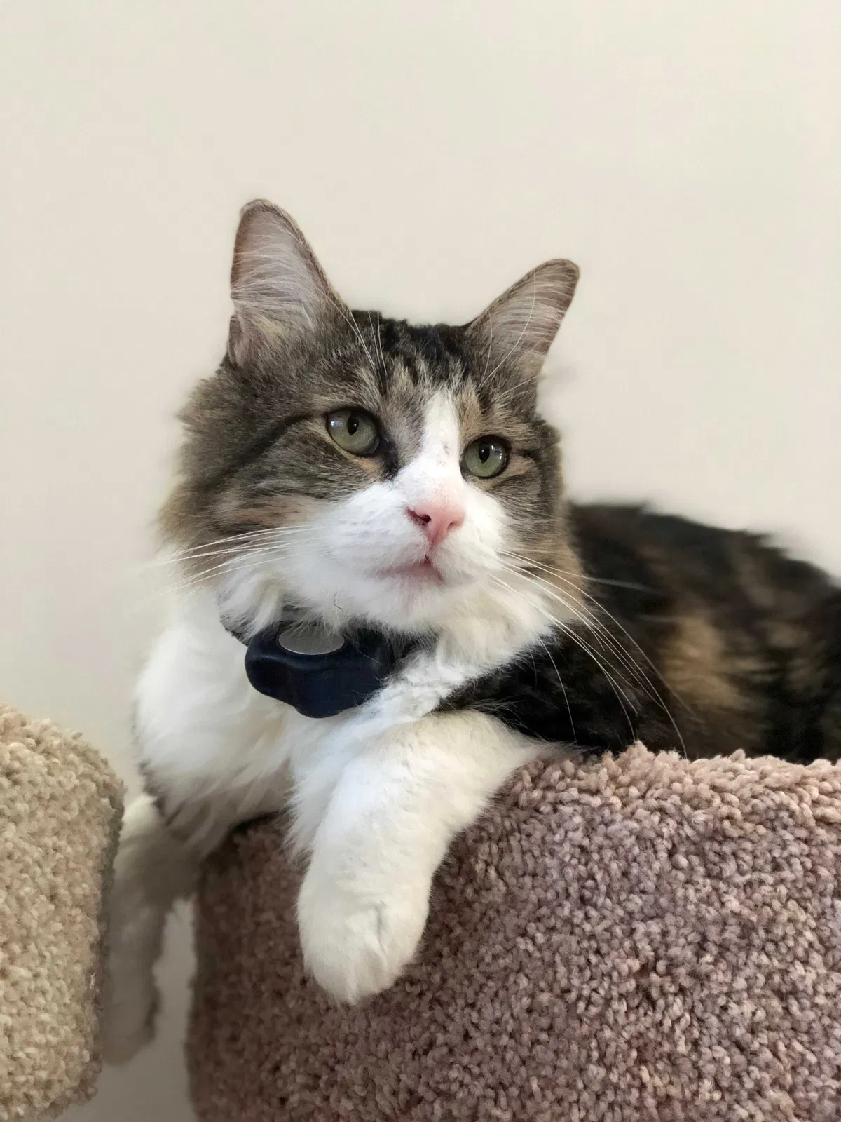 Lost cat in Davidson, NC, 28036