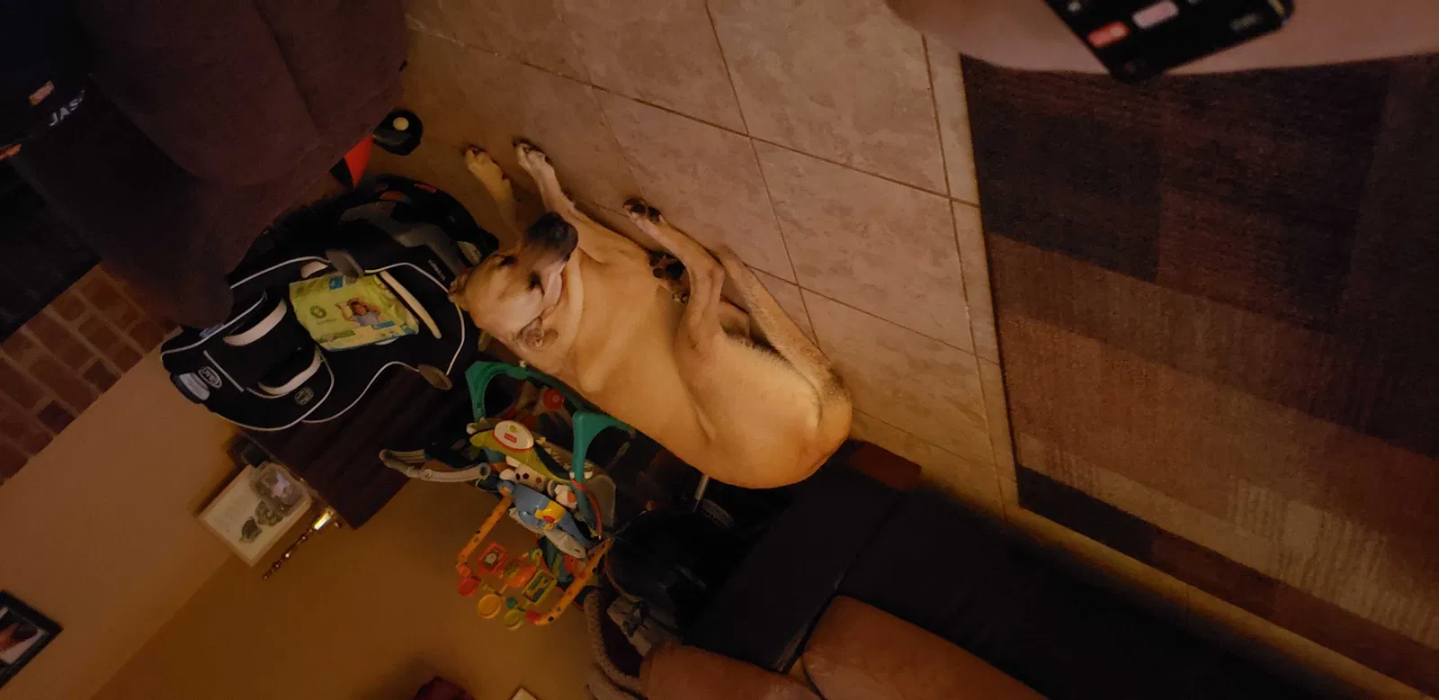 Lost dog in Marietta, GA, 30066