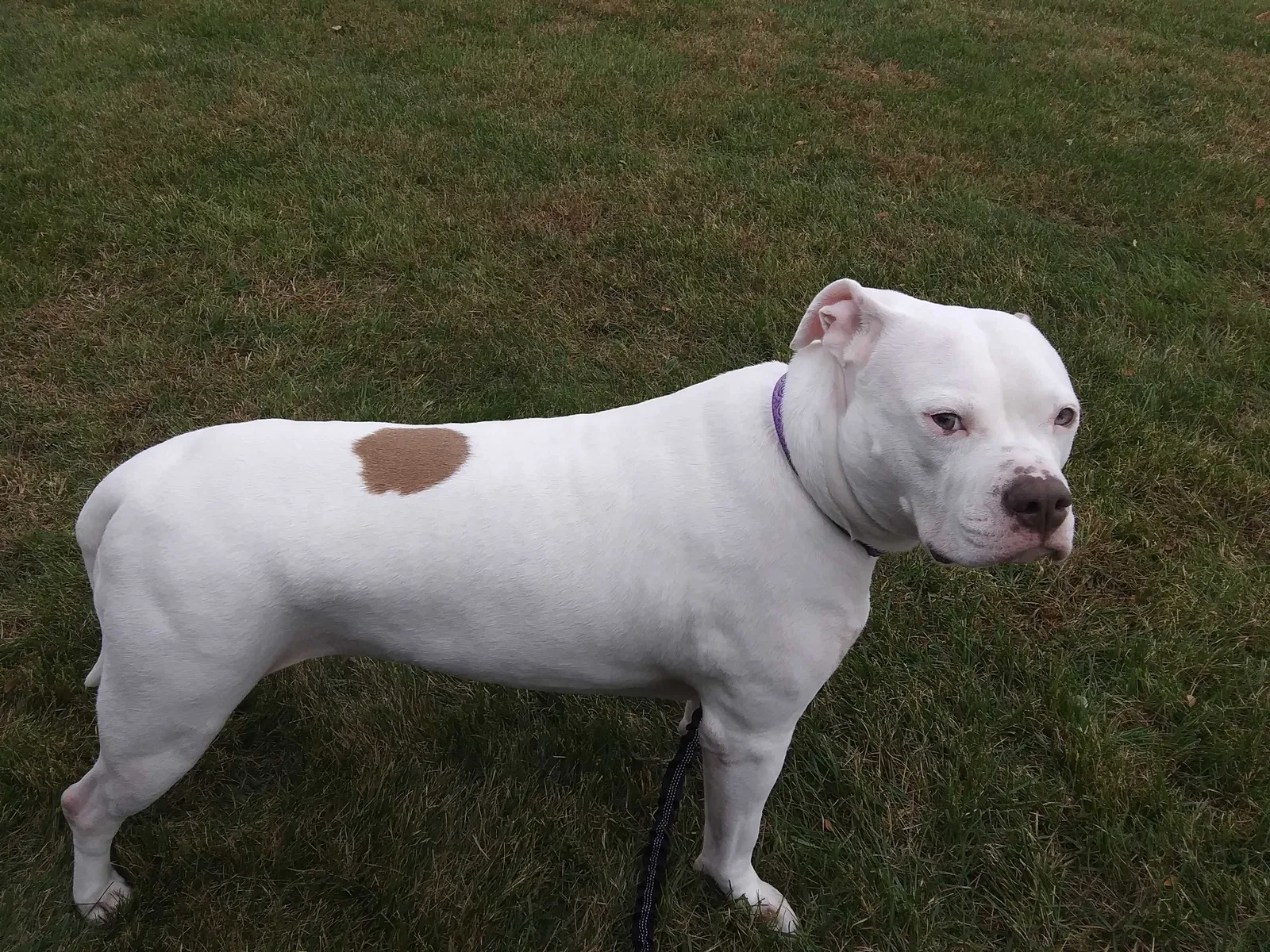 Lost dog in Menomonie, WI, 54751