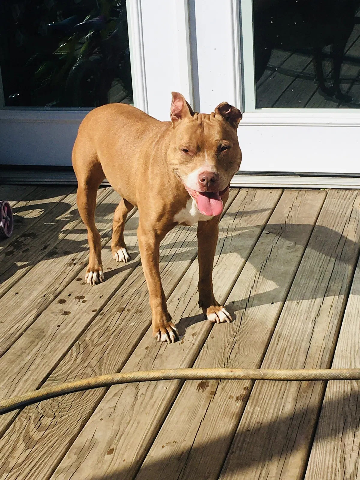 Lost dog in Gretna, LA, 70056