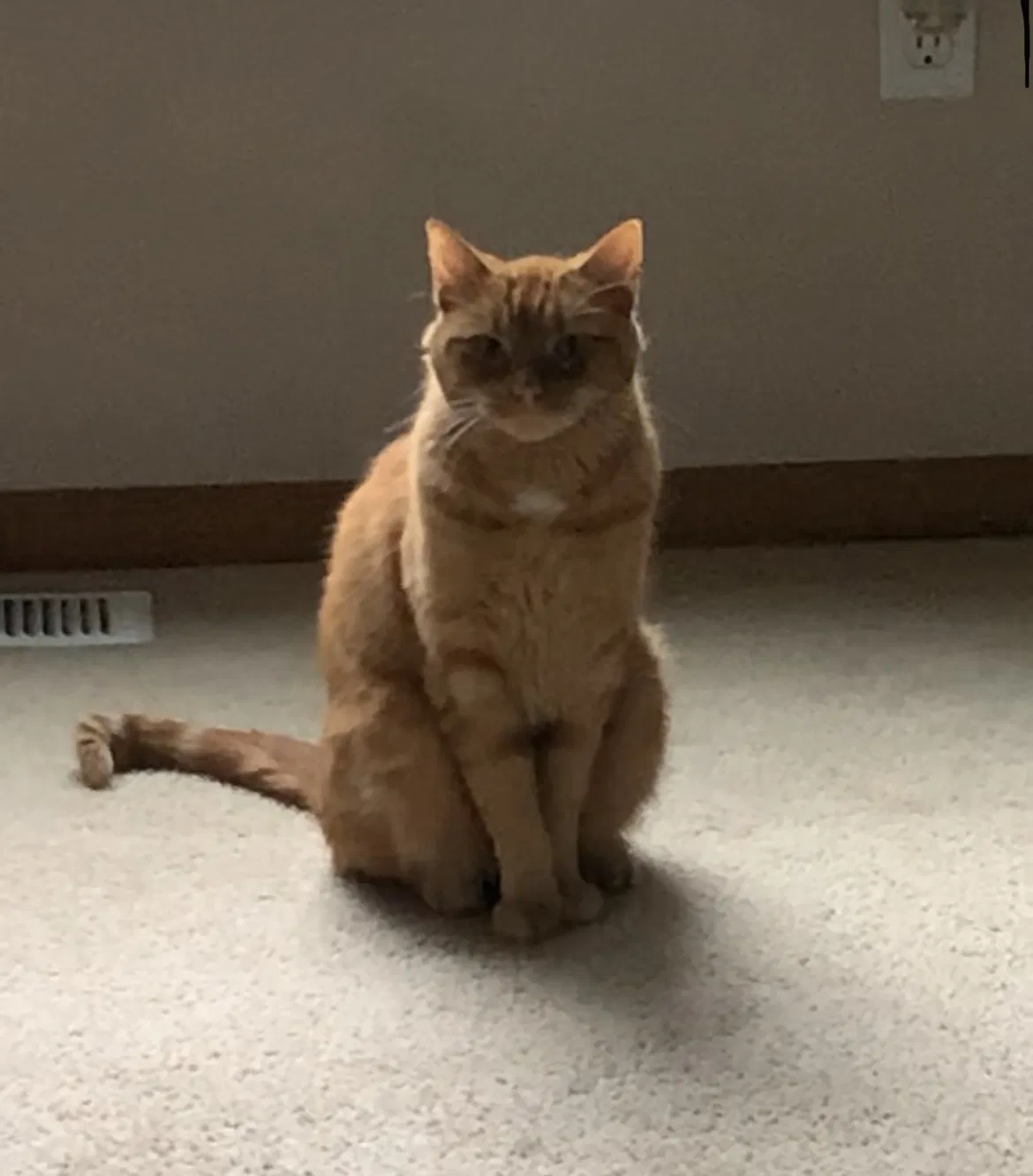 Lost cat in Tacoma, WA, 98445