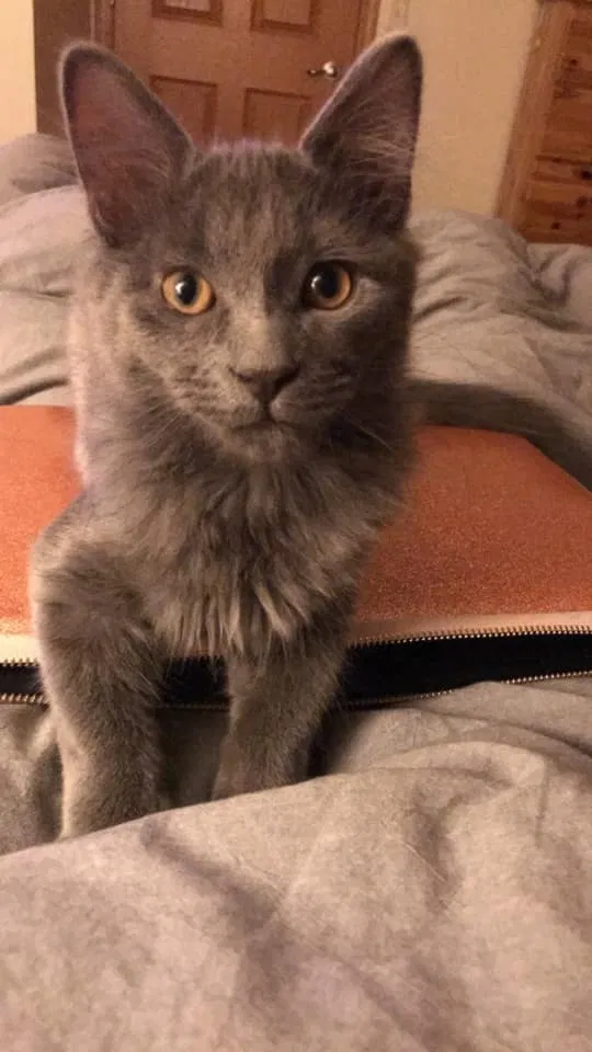 Lost cat in New Franken, WI, 54229