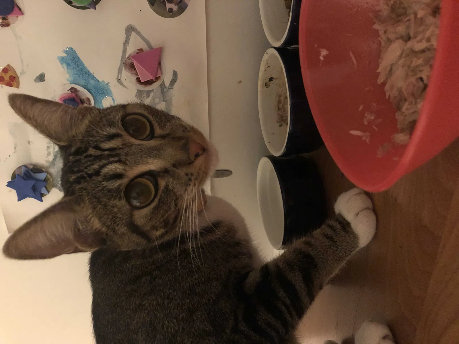 Lost cat in San Diego, CA, 92131