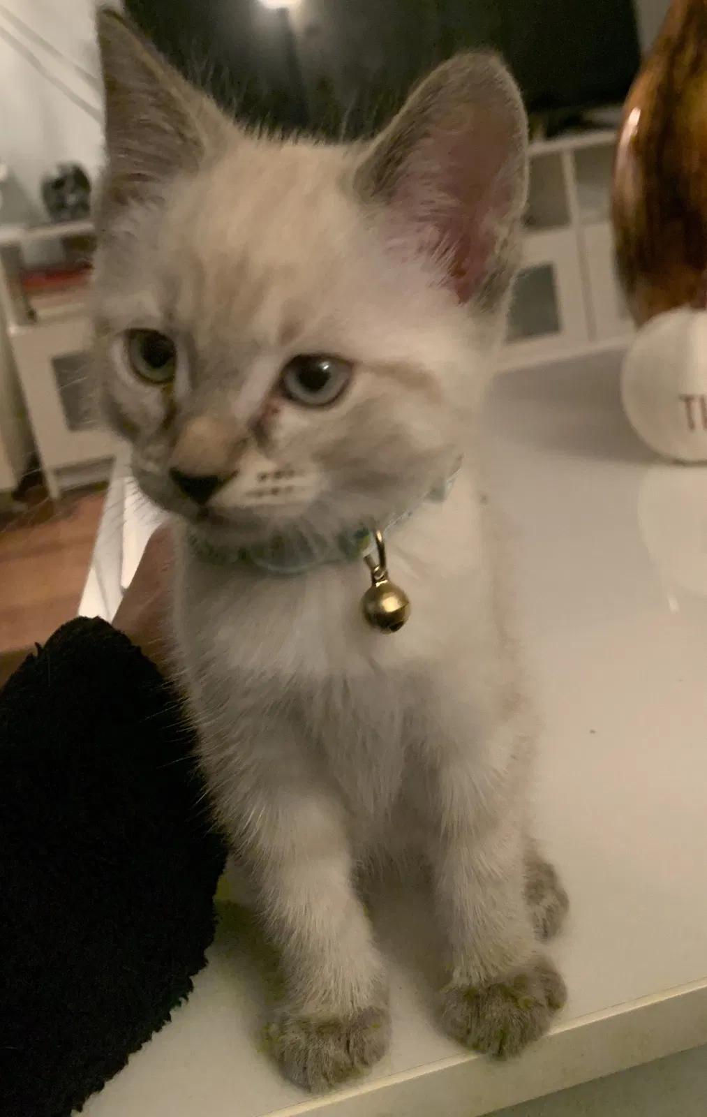 Lost cat in Northbrook, IL, 60062