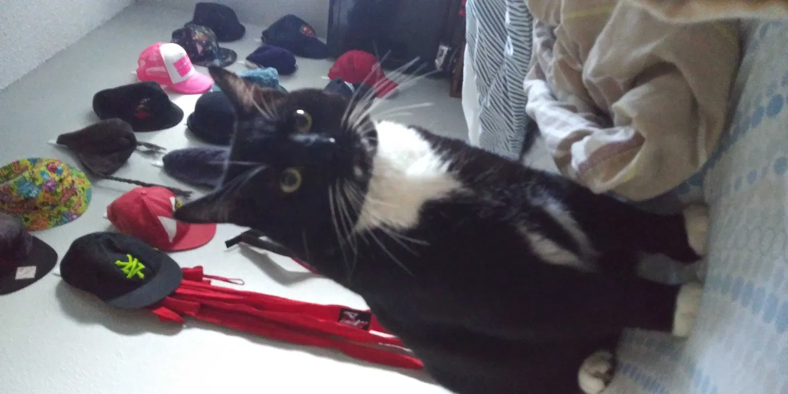 Missing Cat