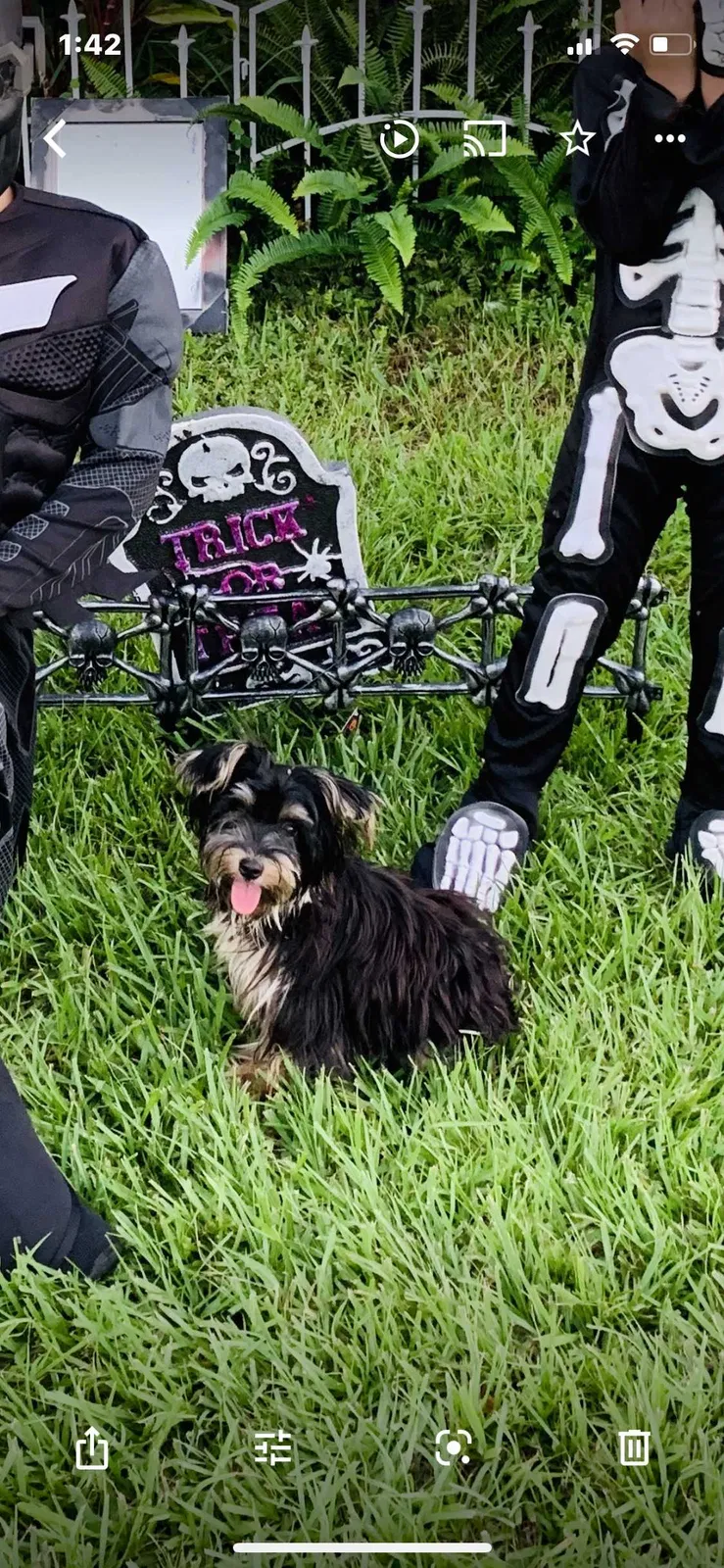 Lost dog in Tampa, FL, 33604
