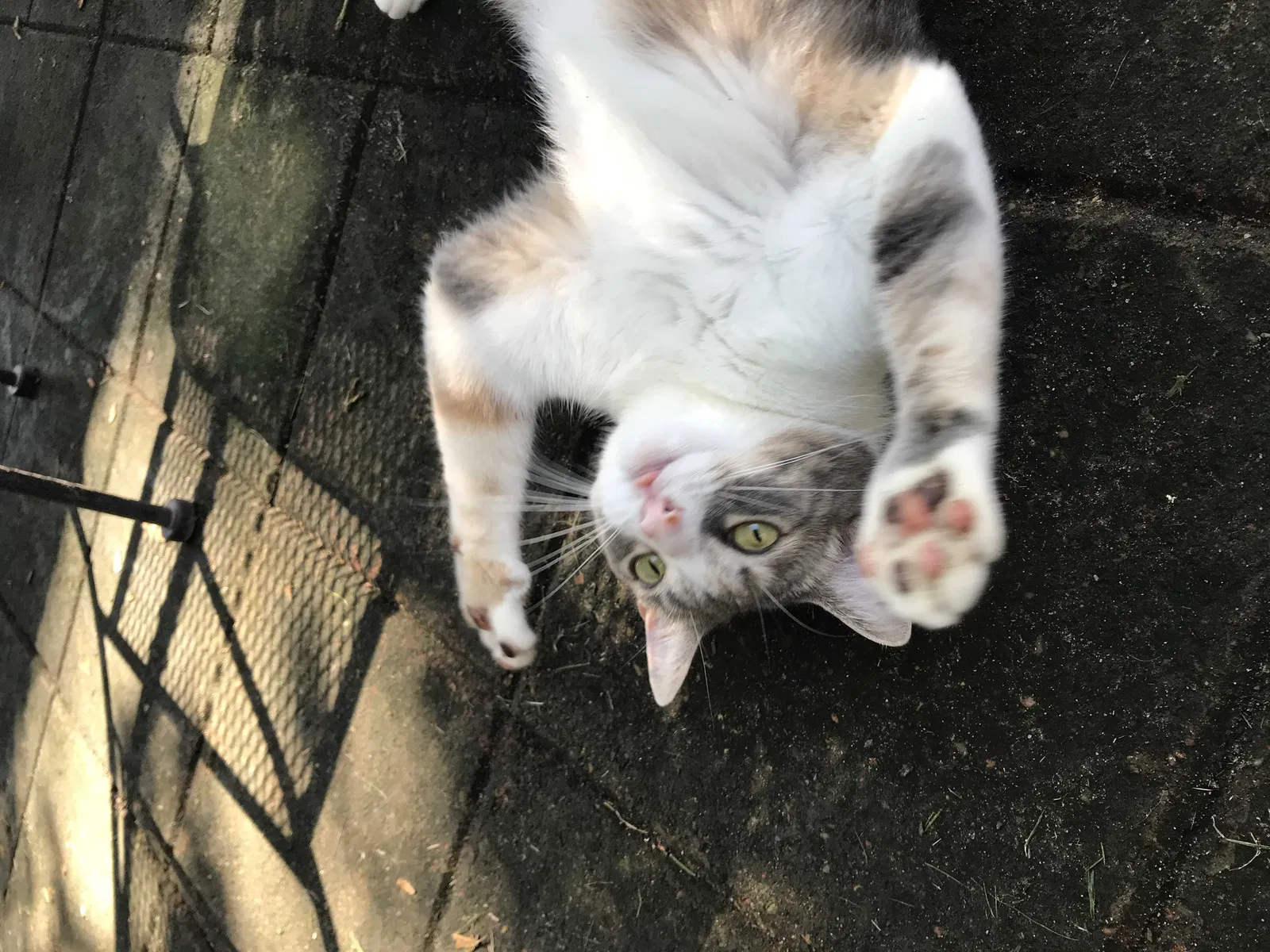 Lost cat in Baton Rouge, LA, 70808