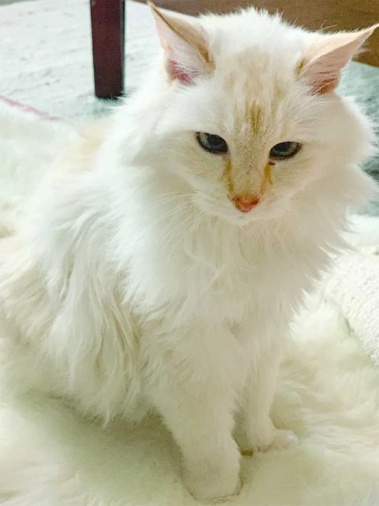 Lost cat in Oakland, CA, 94607