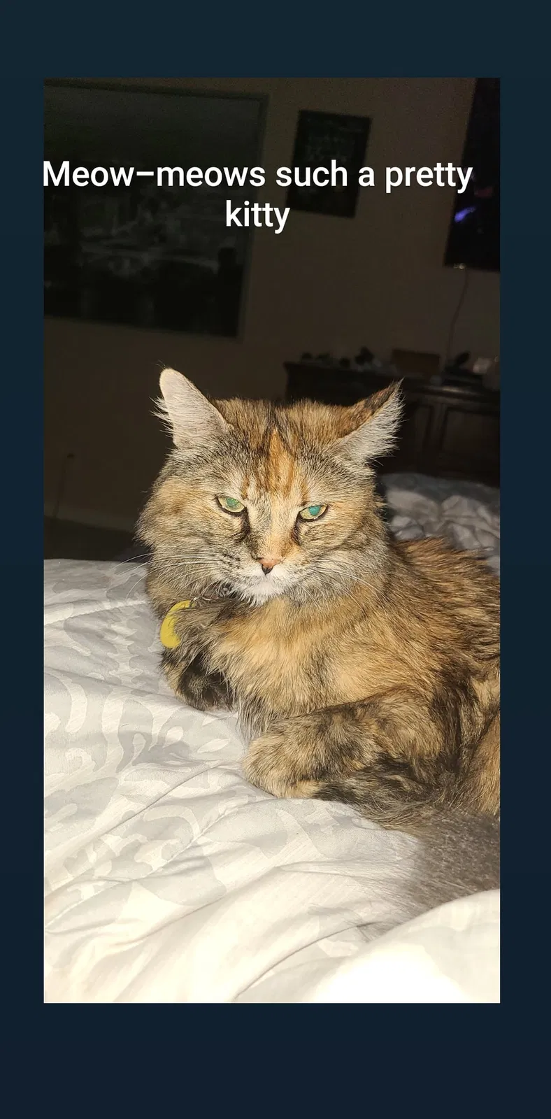 Lost cat in Mesa, AZ, 85209