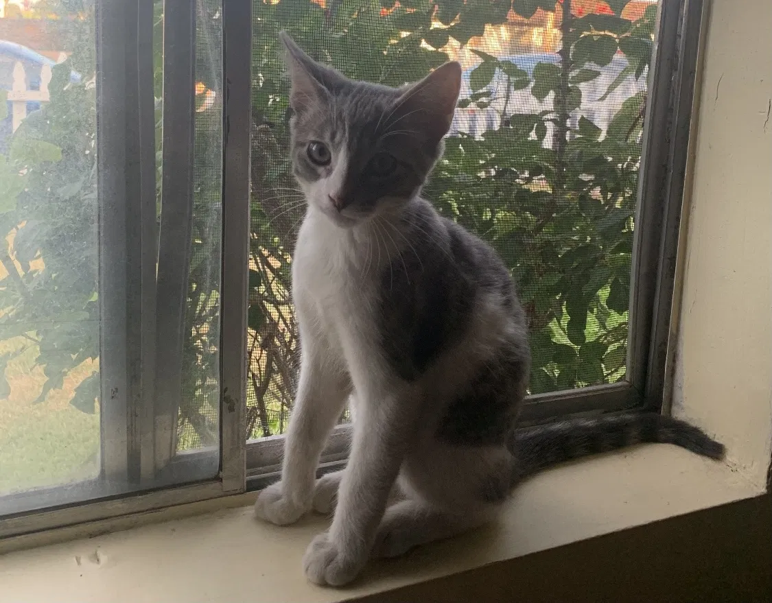 Lost cat in El Monte, CA, 91732