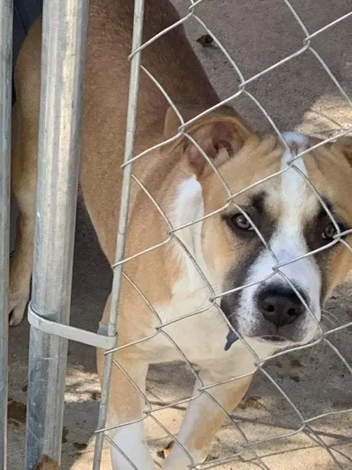Lost dog in Greensboro, NC, 27407