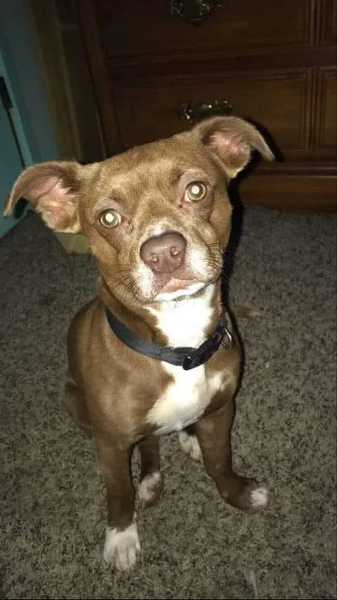 Lost dog in Fairfield, PA, 17320