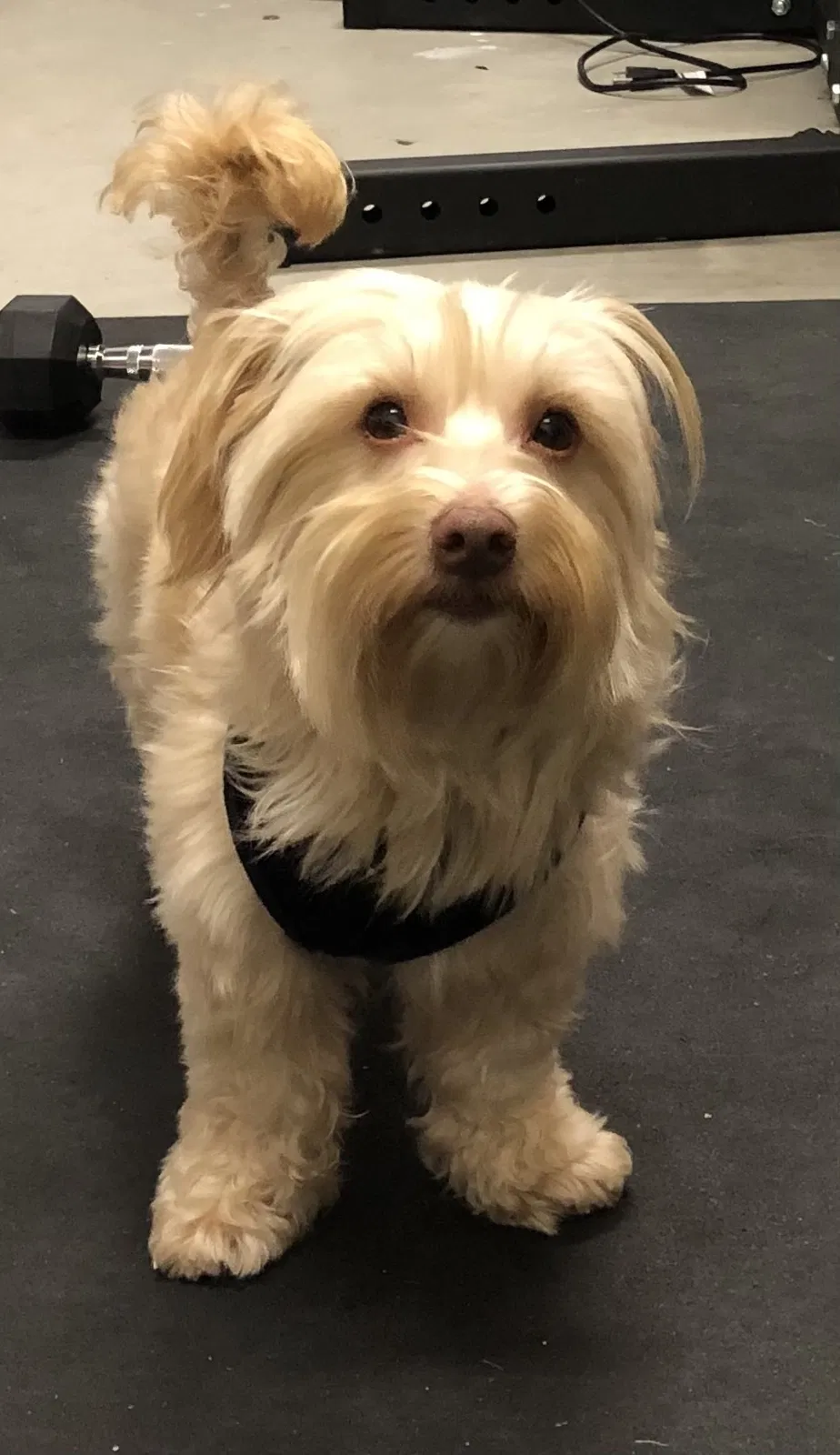 Lost dog in Santa Ana, CA, 92703
