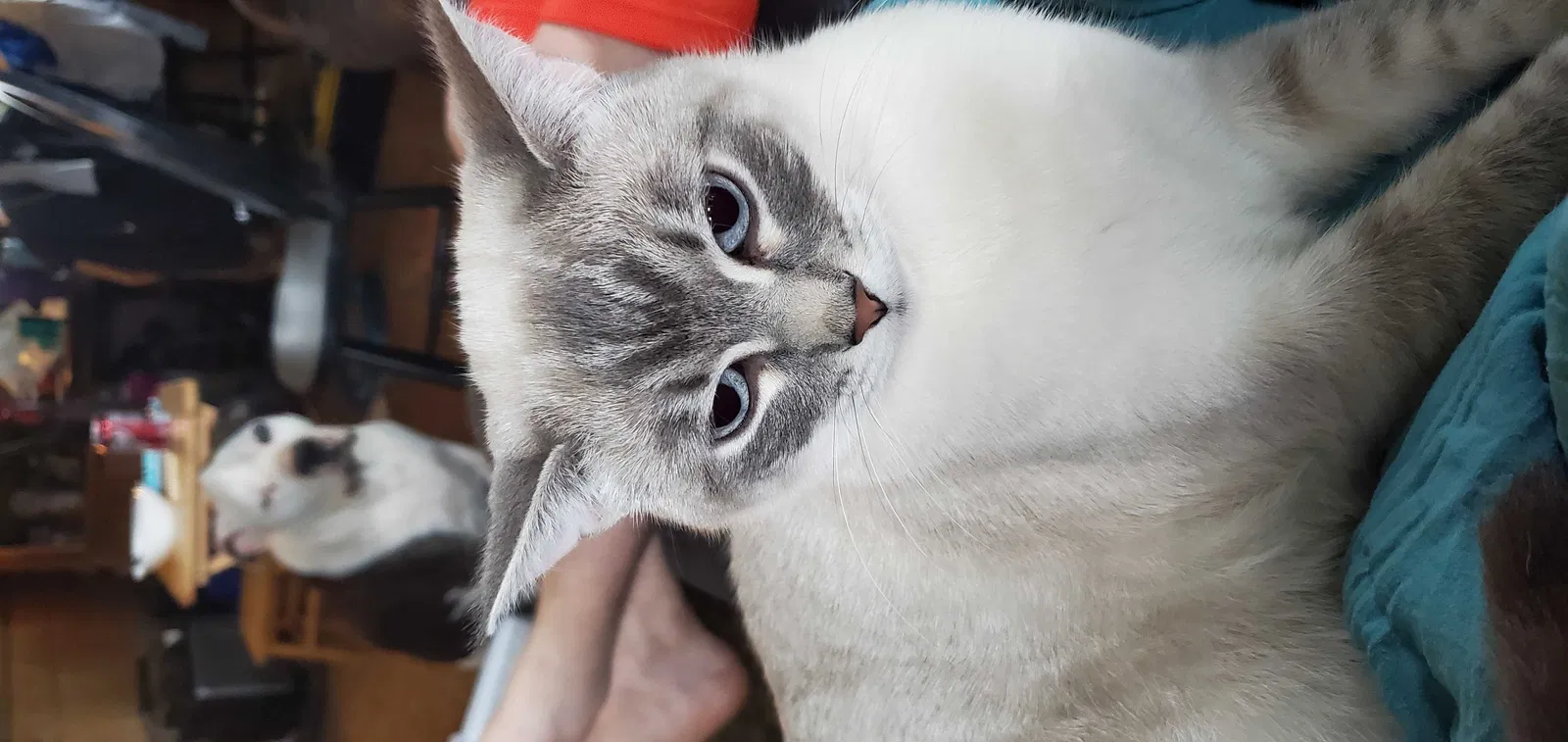 Lost cat in Topeka, KS, 66605