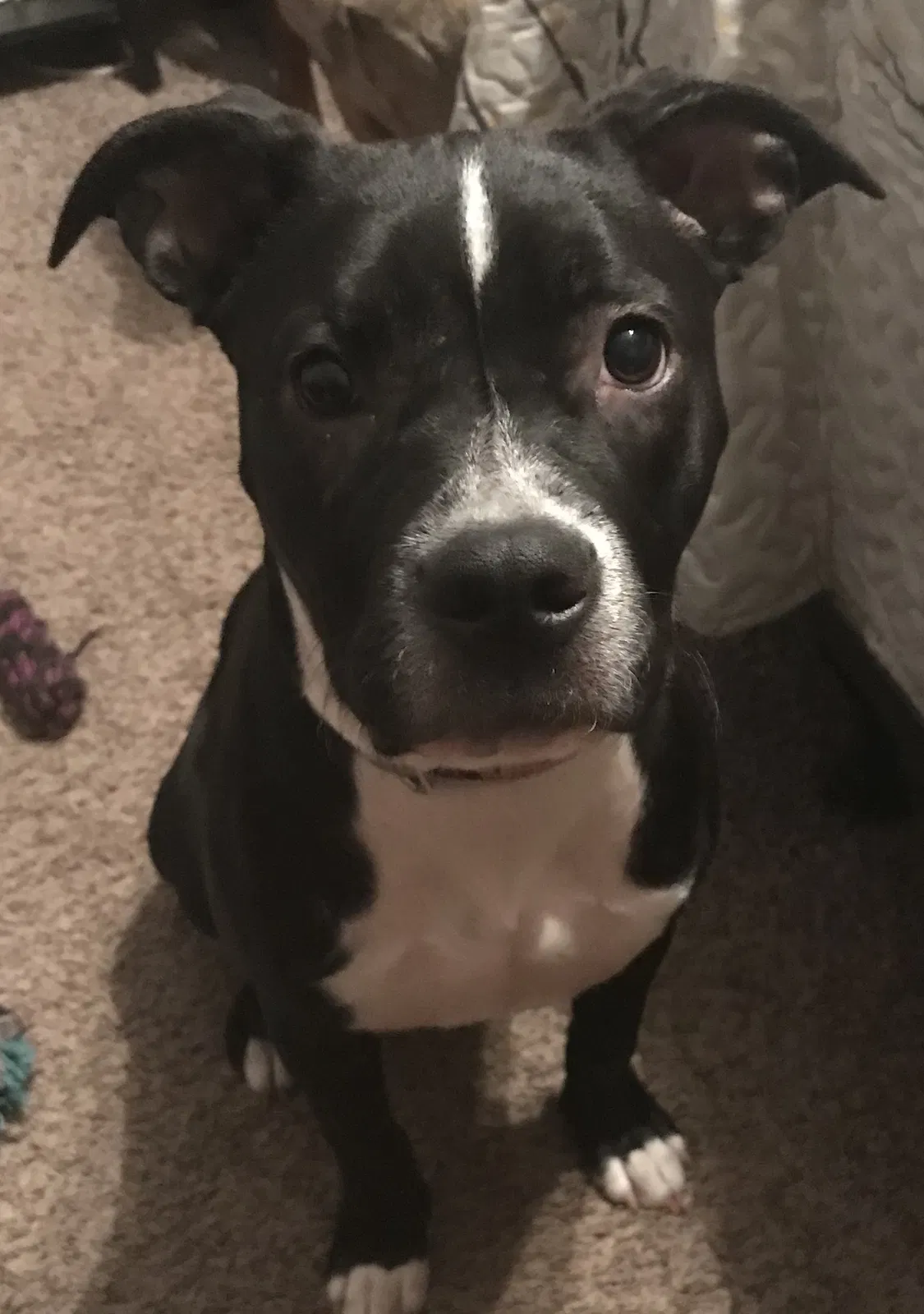 Lost dog in Katy, TX, 77449