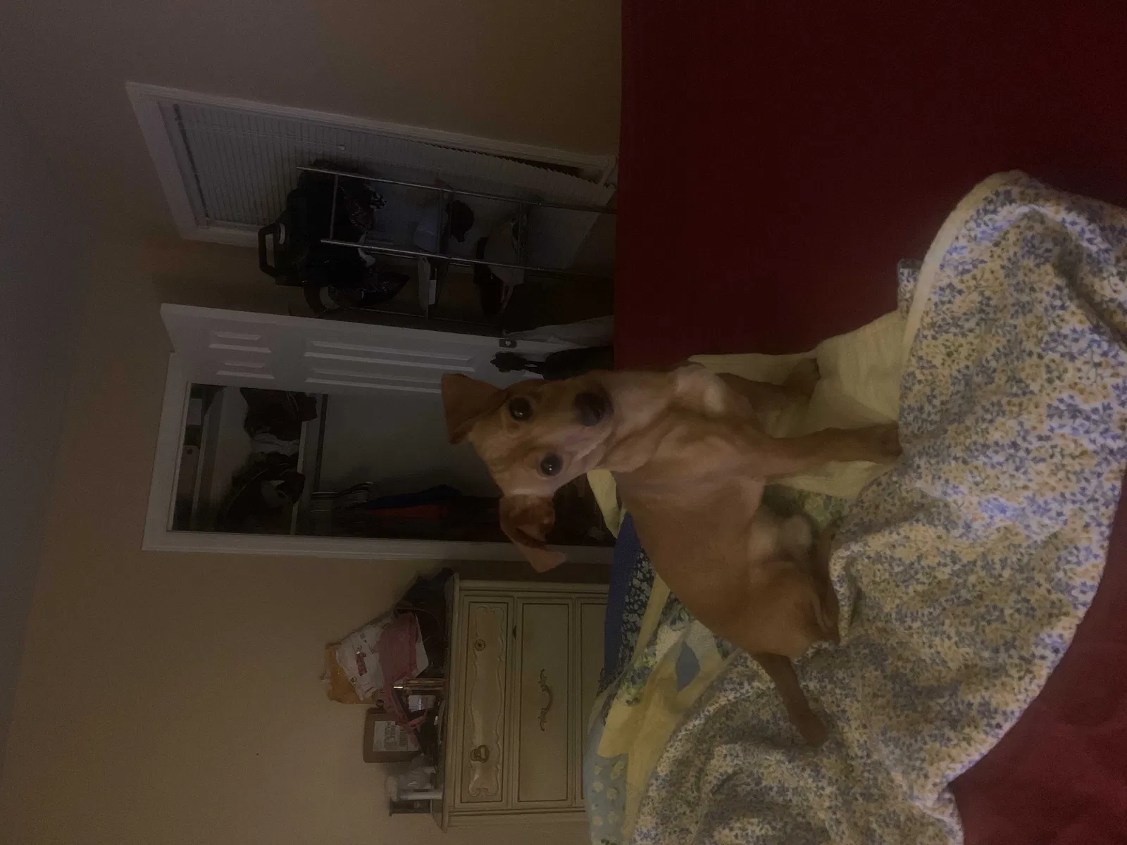 Lost dog in Savannah, GA, 31407