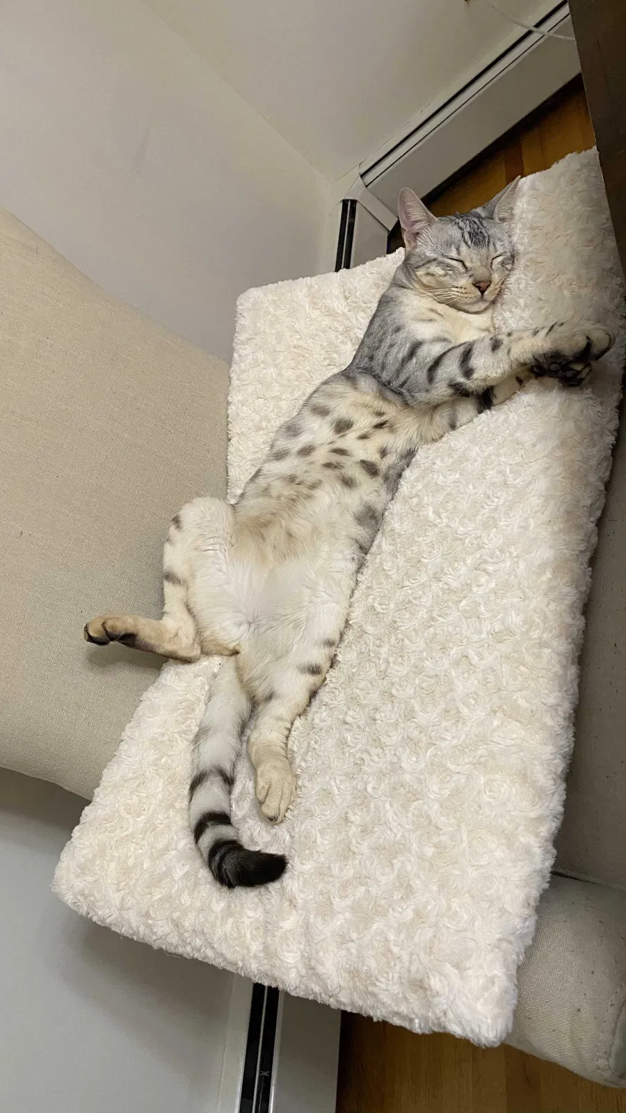 Lost cat in Clifton, NJ, 7011