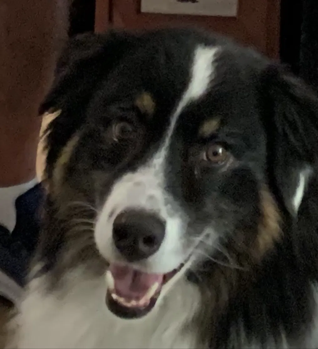 Lost dog in Trona, CA, 93592